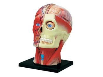 4D Модель мышц и нервов головы человека, анатомическая модель мозговой ткани, модель сборки тела