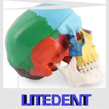 4D Цветная анатомическая модель черепа в разобранном виде, Съемный медицинский обучающий инструмент